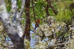 Anaplectes rubriceps