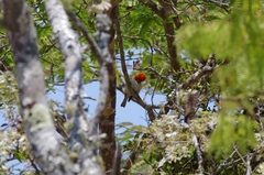 Anaplectes rubriceps