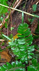 Bolbitis appendiculata