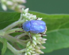 Hoplia coerulea