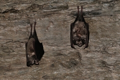 Rhinolophus euryale