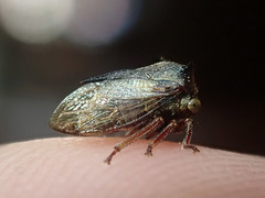 Centrotus