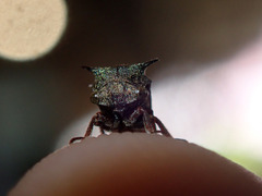 Centrotus