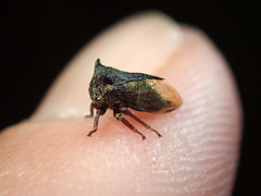 Centrotus