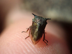 Centrotus