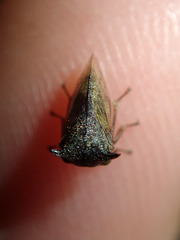 Centrotus