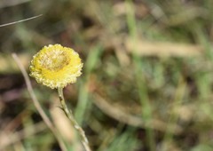 Coronidium gunnianum