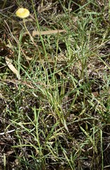 Coronidium gunnianum