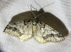 Tephronia lhommaria