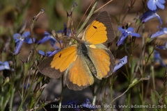 Colias electo electo