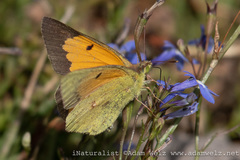 Colias electo electo