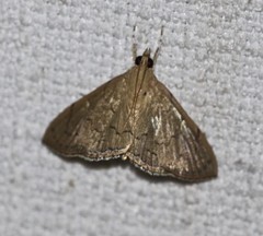 Hyalobathra crenulata