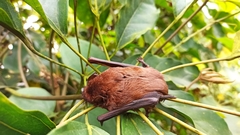 Nyctalus plancyi velutinus