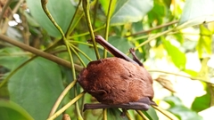 Nyctalus plancyi velutinus