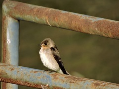Stelgidopteryx ruficollis