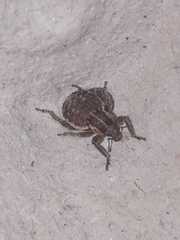 Brachypera zoilus