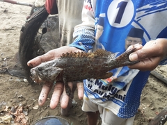 Epinephelus bleekeri