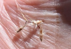 Rytidosperma duttonianum