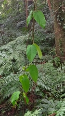 Jasminanthes mucronata