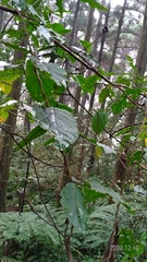 Jasminanthes mucronata