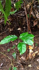 Jasminanthes mucronata