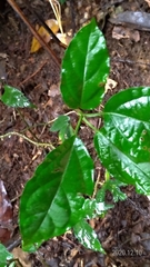 Jasminanthes mucronata