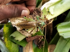 Eugryllacris panteli