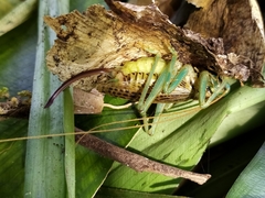 Eugryllacris panteli