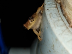 Raorchestes luteolus