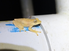 Raorchestes luteolus