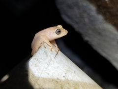 Raorchestes luteolus