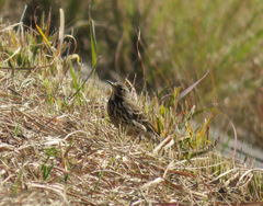 Anthus rubescens japonicus