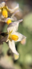 Solanum villosum