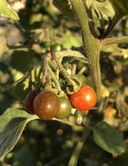 Solanum villosum