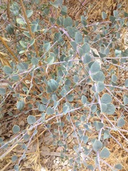Capparis zoharyi