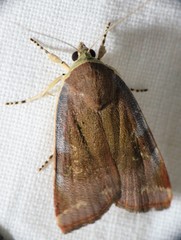 Noctua janthina