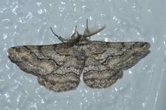 Megabiston plumosaria