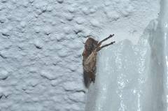 Pterolophia annulata