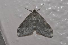 Operophtera relegata