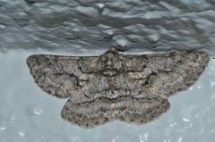 Megabiston plumosaria