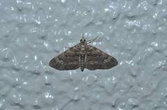 Chloroclystis excisa