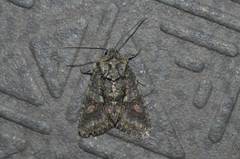 Dryobotodes intermissa