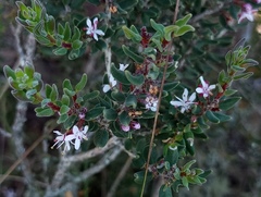 Agathosma microcarpa