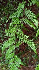 Diplazium kawakamii