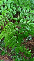 Diplazium kawakamii