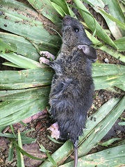 Monster Rice Rat photo 1