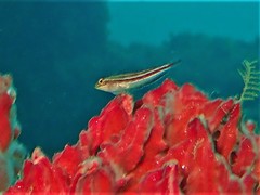Helcogramma striata