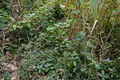 Hygrophila