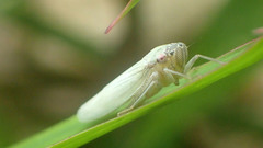 Cofana spectra