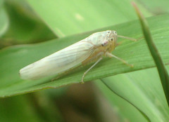 Cofana spectra